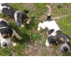 Male and female Beagle puppies - 4