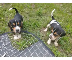 Male and female Beagle puppies - 5
