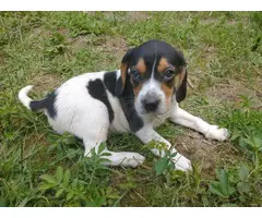 Male and female Beagle puppies - 6