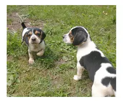 Male and female Beagle puppies - 7