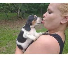 Male and female Beagle puppies - 8