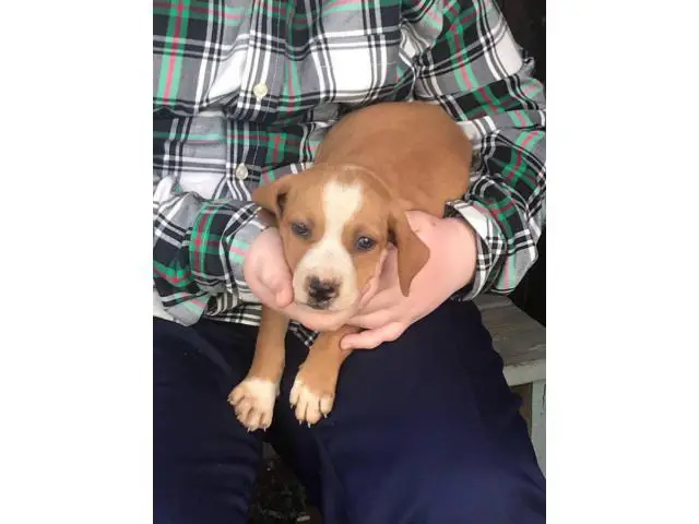 American bulldog mix puppies for adoption - 1/8