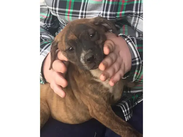 American bulldog mix puppies for adoption - 2/8