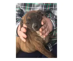 American bulldog mix puppies for adoption - 2