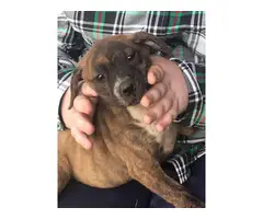 American bulldog mix puppies for adoption - 3