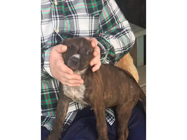 American bulldog mix puppies for adoption - 4/8