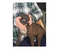 American bulldog mix puppies for adoption - 4