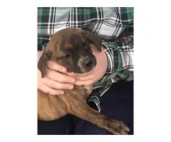 American bulldog mix puppies for adoption - 5