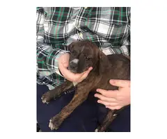 American bulldog mix puppies for adoption - 6