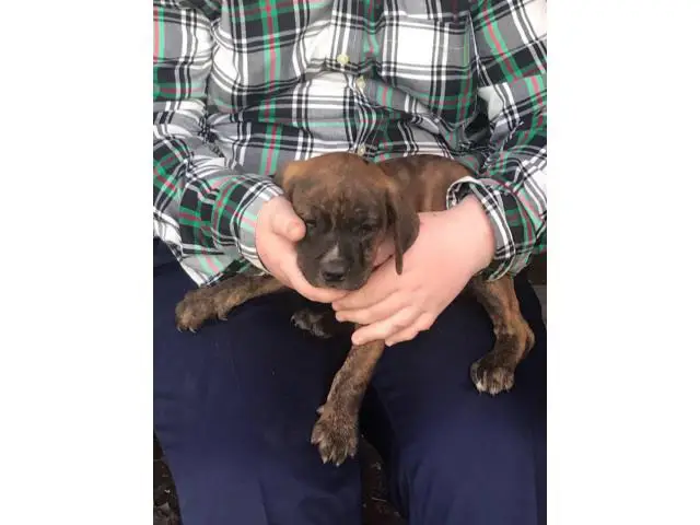American bulldog mix puppies for adoption - 7/8