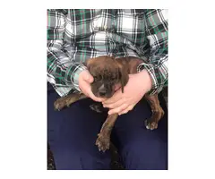 American bulldog mix puppies for adoption - 7
