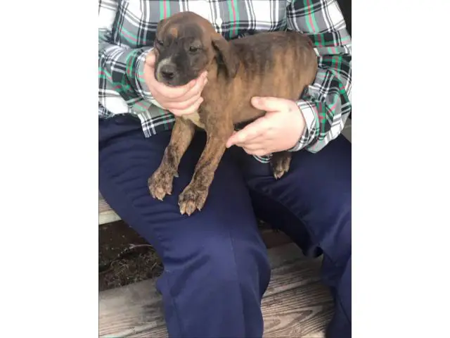 American bulldog mix puppies for adoption - 8/8