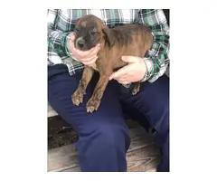 American bulldog mix puppies for adoption - 8