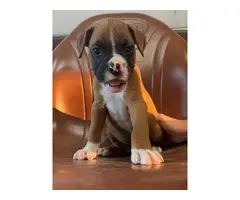 Cute Fawn Boxer puppies for Sale - 1