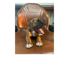 Cute Fawn Boxer puppies for Sale - 2