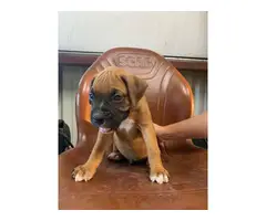 Cute Fawn Boxer puppies for Sale - 3