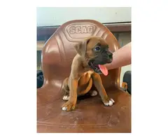 Cute Fawn Boxer puppies for Sale - 4