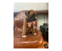 Cute Fawn Boxer puppies for Sale - 5