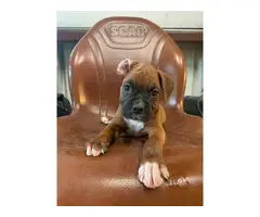 Cute Fawn Boxer puppies for Sale - 6