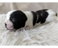 Boston terrier puppies for sale