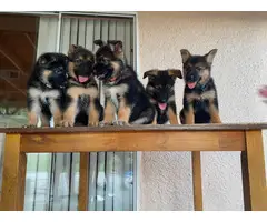 5 purebred German shepherd puppies for sale