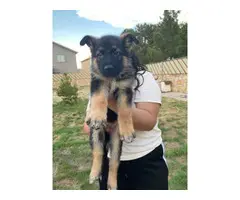5 purebred German shepherd puppies for sale - 3