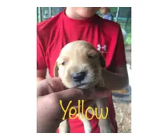 AKC Golden Retriever Puppies for Sale