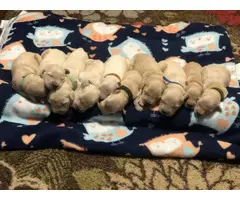 AKC Golden Retriever Puppies for Sale - 11