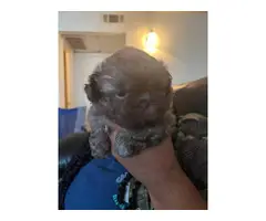 2 Full blooded shihtzu puppies ready now - 4