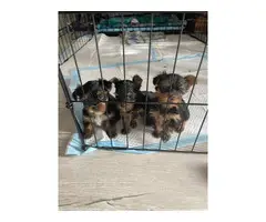 Male and female Yorkie babies - 2