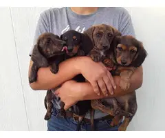 4 female mini dachshund puppies for sale