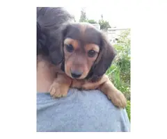 4 female mini dachshund puppies for sale - 2