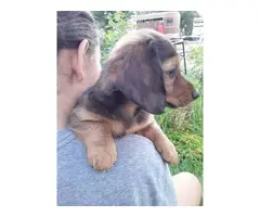 4 female mini dachshund puppies for sale - 3
