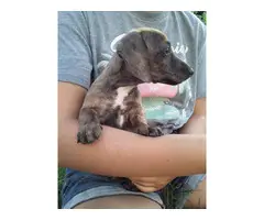 4 female mini dachshund puppies for sale - 4