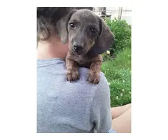 4 female mini dachshund puppies for sale - 6