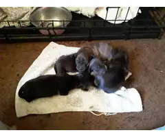 4 female mini dachshund puppies for sale - 7