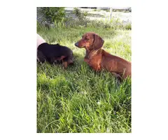 4 female mini dachshund puppies for sale - 9