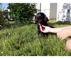 4 female mini dachshund puppies for sale - 10