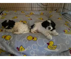 Two Shi-poo pups for adoption