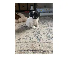 Two Shi-poo pups for adoption - 2