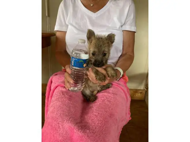 Cute and Smart Cairn Terrier Puppy - 1/5