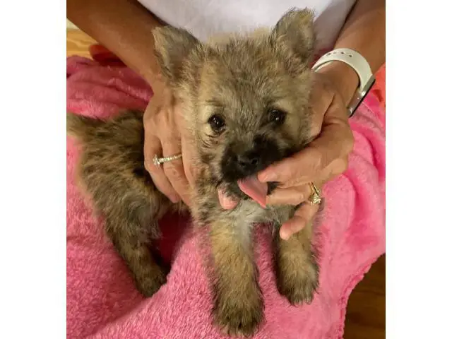 Cute and Smart Cairn Terrier Puppy - 4/5