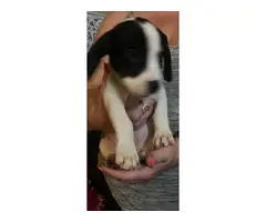 Beagle puppies - 4