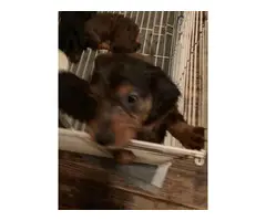 Long Haired Dashshund puppies for sale - 2