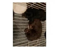 Long Haired Dashshund puppies for sale - 4