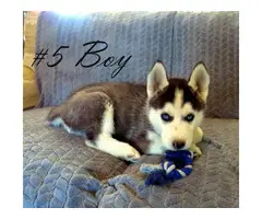 Husky for sale 3 boys and 3 girls - 5