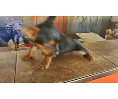 Full-blooded yorkie puppies