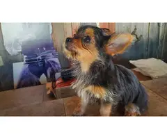 Full-blooded yorkie puppies