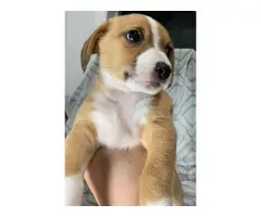 Yorkie Beagle Mix Puppies