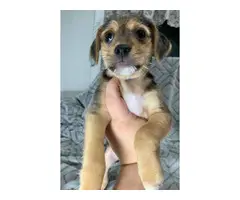 Yorkie Beagle Mix Puppies - 2